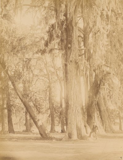 Mexique. Bosquet de Chapultepec, près de Mexico - Abel Briquet