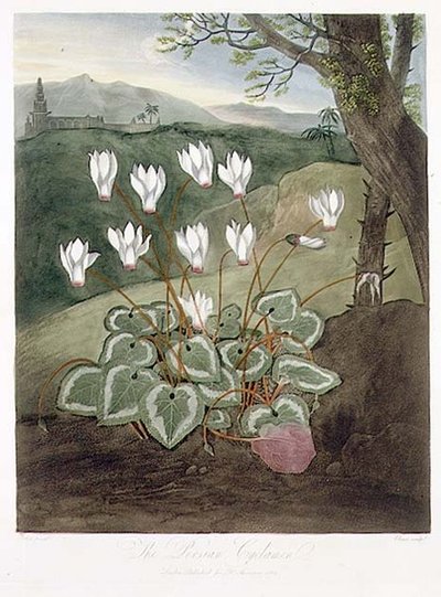 Le Cyclamen persan, gravé par Elmes, de 