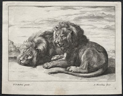 Divers lions - Abraham Blooteling