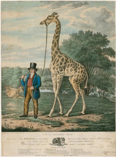 Portrait de la girafe, 1827 - Abraham Bruiningh van Worrell
