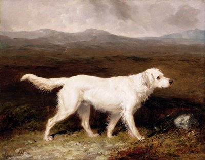 Le setter anglais blanc 