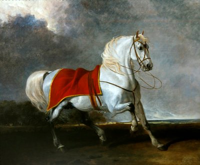 Cheval gris sellé effrayé par une tempête, appelé 