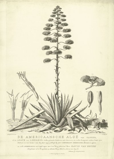 Aloès américain en fleur, 1757 - Abraham Delfos