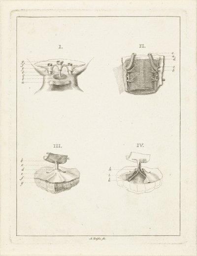 Coupes de plantes - Abraham Delfos