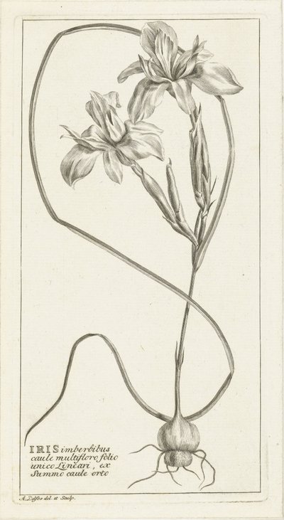 Iris - Abraham Delfos