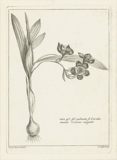 Ixia - Abraham Delfos