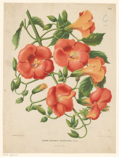 Bignonia - Abraham Jacobus Wendel