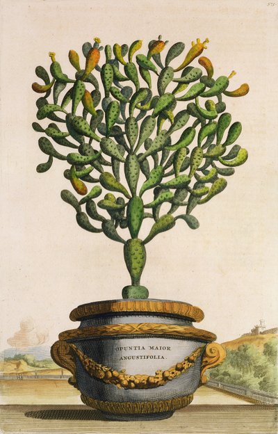 Opuntia Maior Augustifolia, de Phytographia Curiosa, publié en 1702 - Abraham Munting