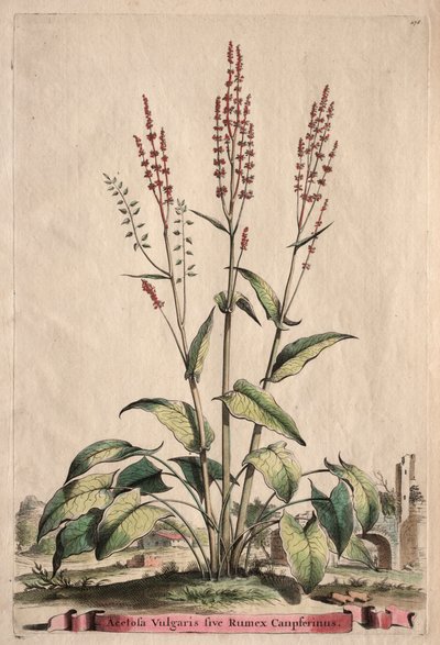Phytographia Curiosa : Acetosa Vulgaris sive Rumex Canpferinus - Abraham Munting