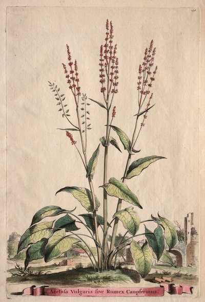 Phytographia Curiosa: Acetosa Vulgaris sive Rumex Canpferinus - Abraham Munting