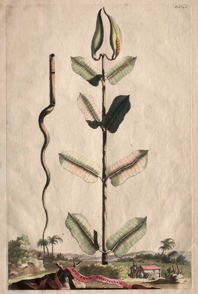 Phytographia Curiosa: Apocynum Virginianum - Abraham Munting