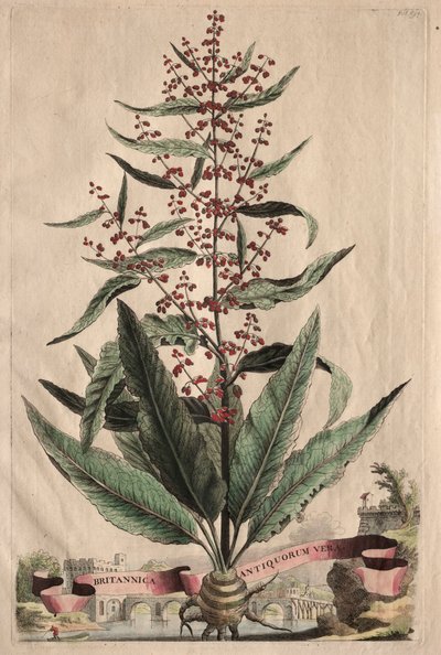 Phytographia Curiosa : Britannica Antiquorum Vera - Abraham Munting
