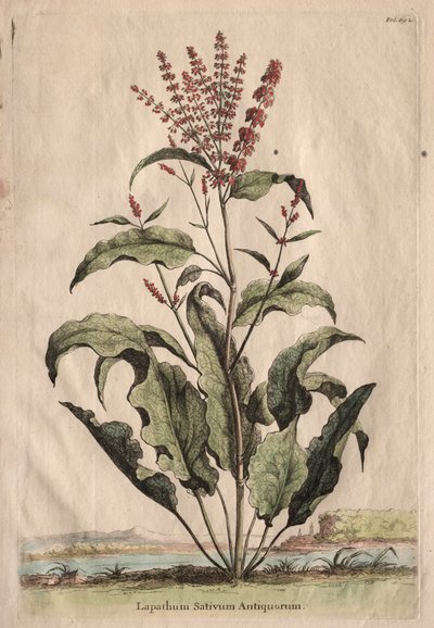 Phytographia Curiosa : Lapathum Sativum Antiquorum - Abraham Munting