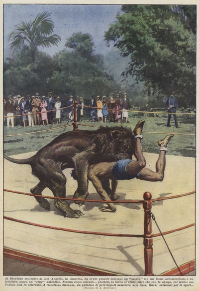 Au jardin zoologique de Los Angeles, en Amérique, un match entre un lion a eu un grand succès - Achille Beltrame