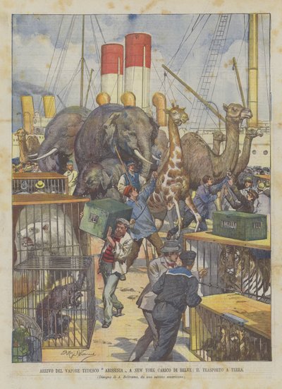 Arrivée du vapeur allemand Abissinia à New York chargé de bêtes sauvages, le transport à terre - Achille Beltrame