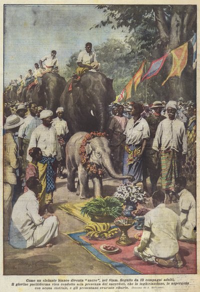Comment un éléphant blanc devient sacré, au Siam - Achille Beltrame