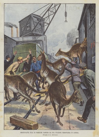 Évasion émouvante de plusieurs kangourous d