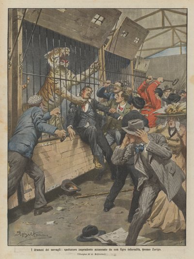 Les drames des ménageries, spectateur imprudent mordu par un tigre enragé près de Zurich - Achille Beltrame