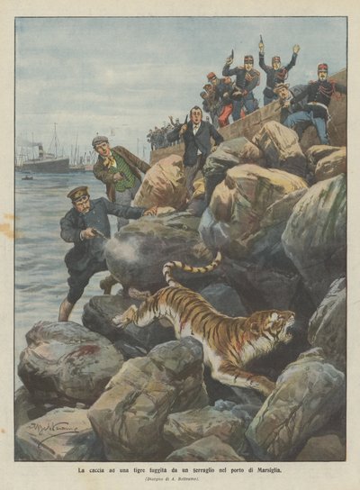 La chasse à un tigre échappé d