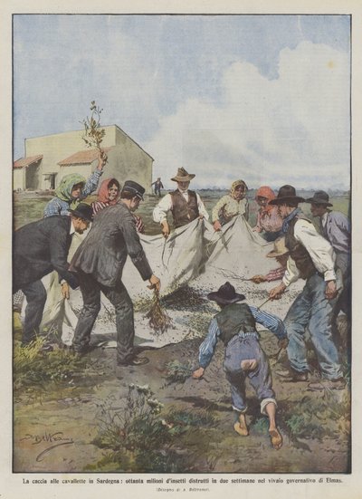 La chasse aux sauterelles en Sardaigne, quatre-vingts millions d