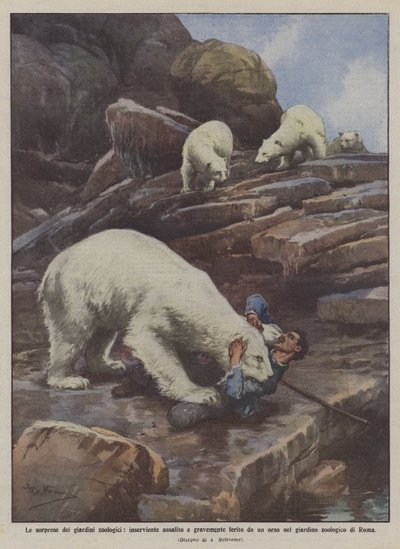 Les surprises des jardins zoologiques, employé attaqué et gravement blessé par un ours - Achille Beltrame