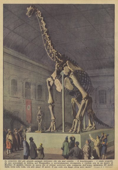 Le squelette du plus grand animal terrestre jamais existé, le brachiosaure - Achille Beltrame