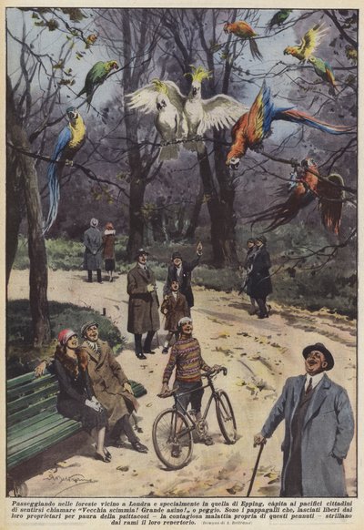 En se promenant dans les forêts près de Londres et surtout dans celle d