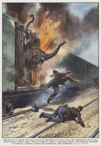 Enfermés dans un wagon de train qui a pris feu près de Marseille, deux éléphants - Achille Beltrame