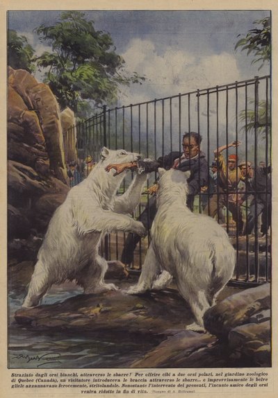 Déchiré par les ours blancs, à travers les barreaux! - Achille Beltrame