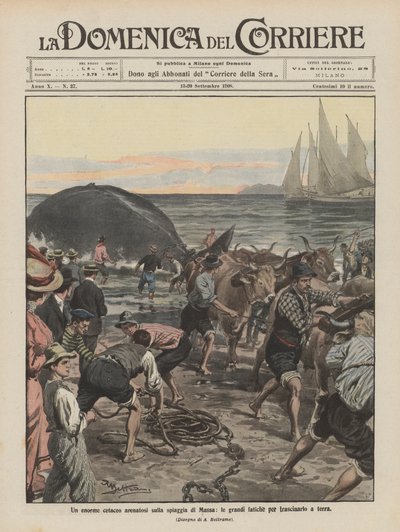 Un énorme cétacé échoué sur la plage de Massa, les grands efforts pour le tirer à terre - Achille Beltrame