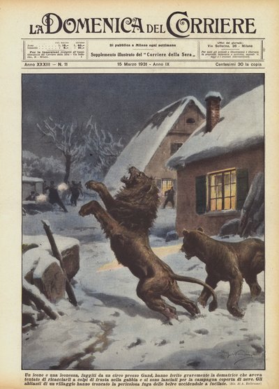 Un lion et une lionne, échappés d