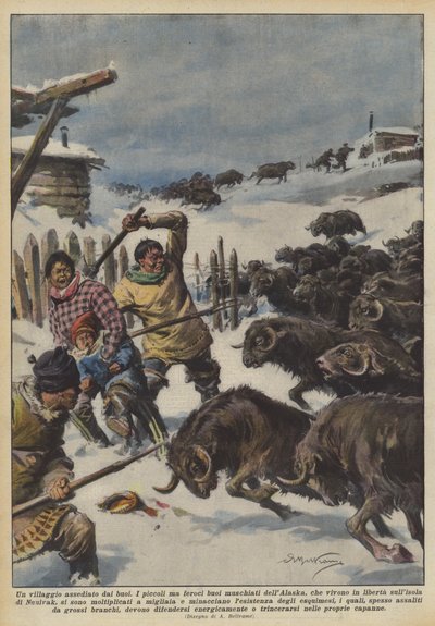 Un village assiégé par les bœufs - Achille Beltrame
