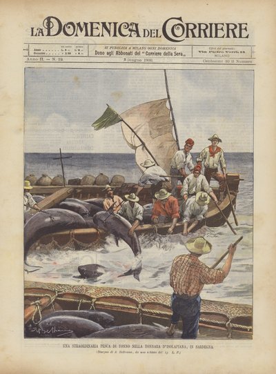 Une pêche extraordinaire de thon dans la tonnara d