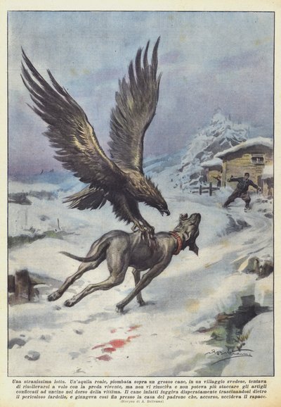 Une lutte très étrange - Achille Beltrame