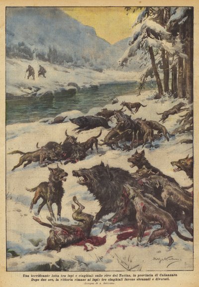 Une lutte terrifiante entre loups et sangliers sur les rives du Tacina, en province de Catanzaro - Achille Beltrame