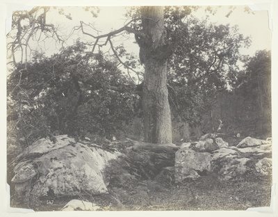 Forêt et rochers, Fontainebleau - Achille Quinet
