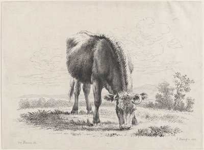 Vache broutant - Adam von Bartsch