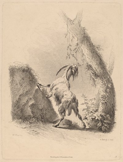 Chèvre dans un Paysage - Adam von Bartsch