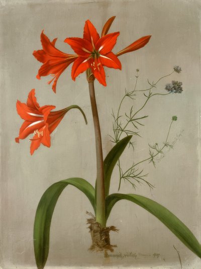 Amaryllis et Gilia - Adolf Senff
