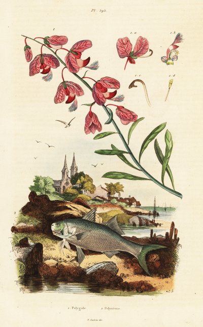 Bois de lait du Cap et poisson-paradis - Adolph (after) Fries