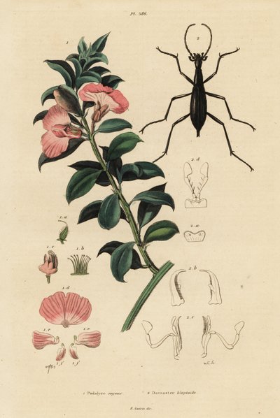 Buisson de satin du Cap et coléoptère - Adolph (after) Fries
