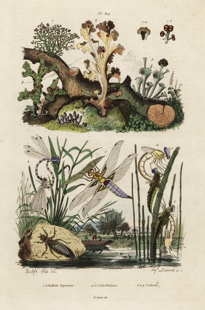 Chasseur, libellule et lichens.,1834-1839 (gravure) - Adolph (after) Fries