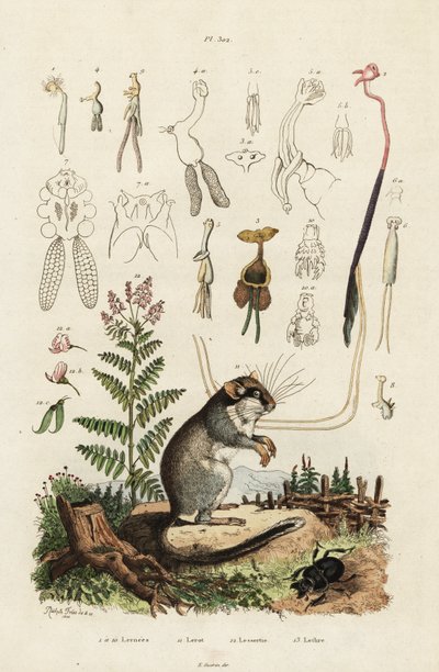 Loir, copépodes et coléoptère (1834-1839) (gravure) - Adolph (after) Fries