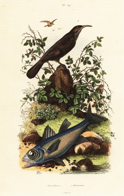 Babillard à couronne grise et poisson cardinal noir - Adolph (after) Fries