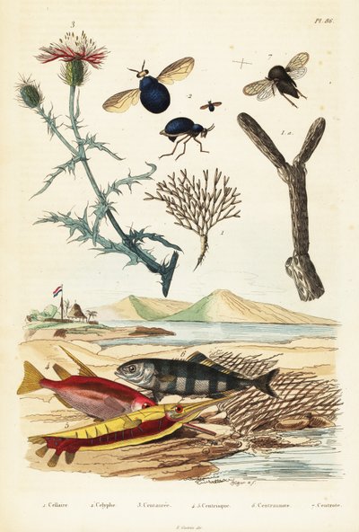 Centaurée, poissons et mouches coléoptères - Adolph (after) Fries