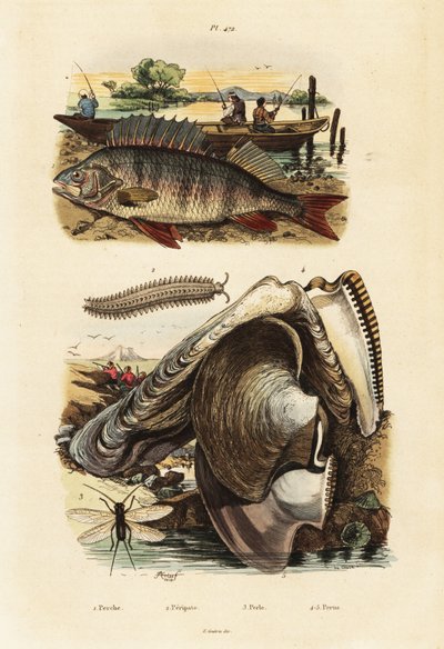 Perche, huître perlière, ver de velours et chrysopidé (1834-1839) (gravure) - Adolph (after) Fries