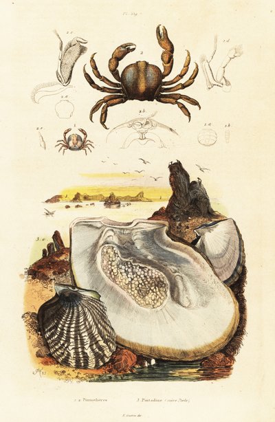 Crabes épineux et huître perlière (gravure) - Adolph (after) Fries
