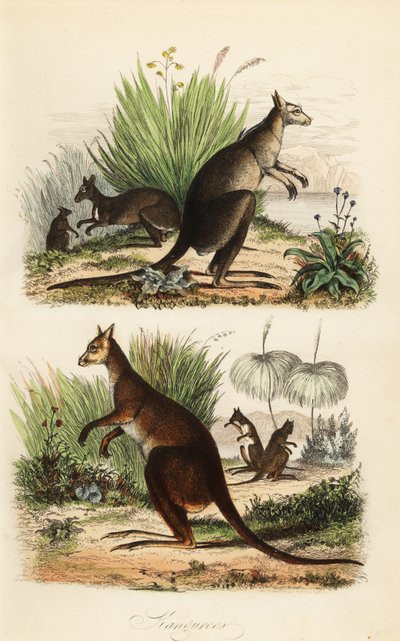 Kangourou roux, Macropus rufus (en bas), kangourou gris de l