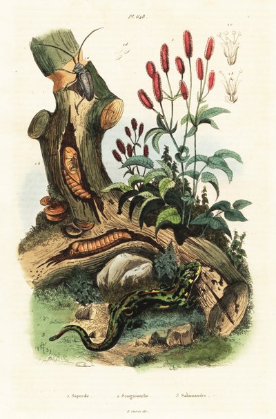 Salamandre, coléoptère et grande pimprenelle - Adolph (after) Fries