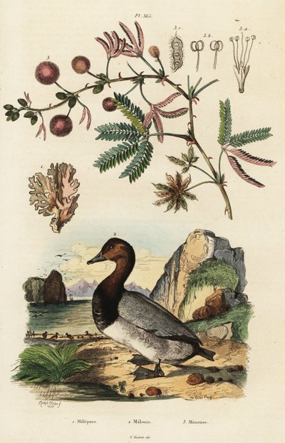 Gingembre de mer, fuligule et sensitive (gravure) - Adolph (after) Fries